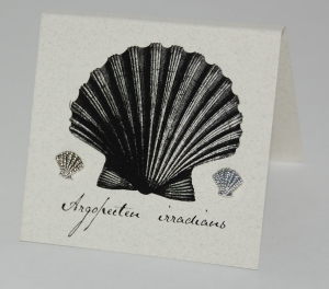 Scallop Natural History Earrings