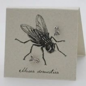 Fly Earrings - silver