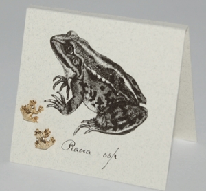 Frog Natural History Earrings - gold
