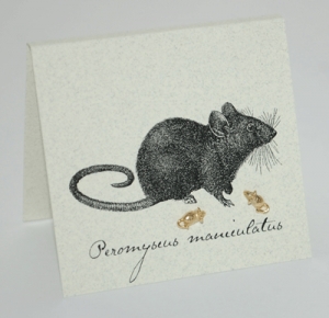 Mouse Natural History Earrings - gold