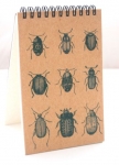 Beetles Field Journal