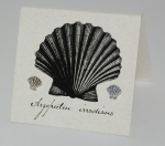 Scallop Natural History Earrings