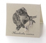 Koala Earrings - silver