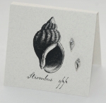 Conch Natural History Earrings