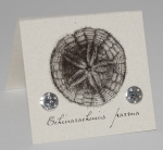 Sand Dollar Natural History Earrings