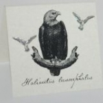 Eagle Natural History Earrings - silver