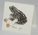 Frog Natural History Earrings - gold