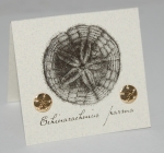 Sand Dollar Natural History Earrings - gold