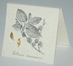 Leaf Natural History Earrings - gold