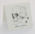 Skull Natural History Earrings