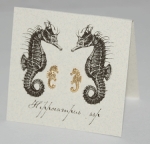 Seahorse Natural History Earrings - gold